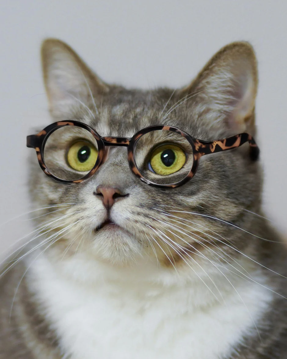 Retro Round-Frame Glasses for Dogs and Cats